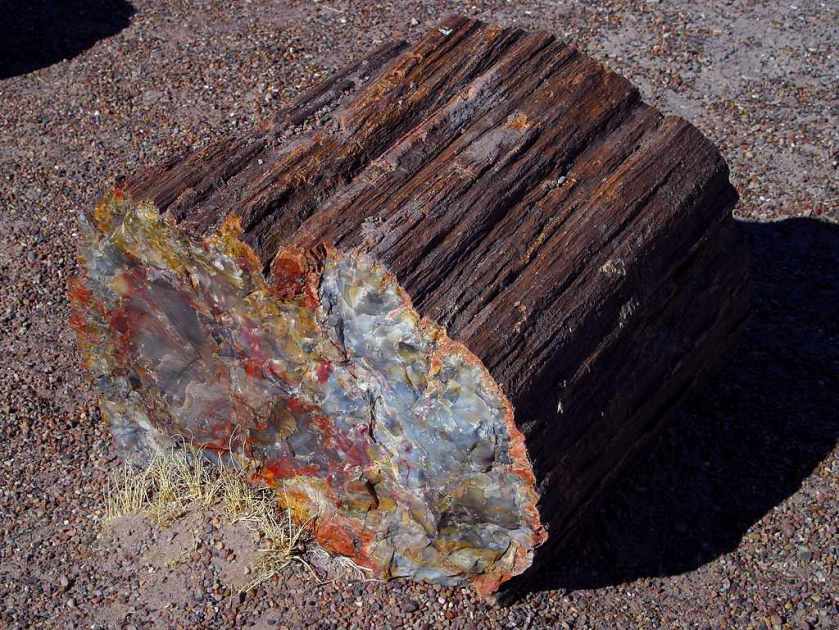 petrifiedwood