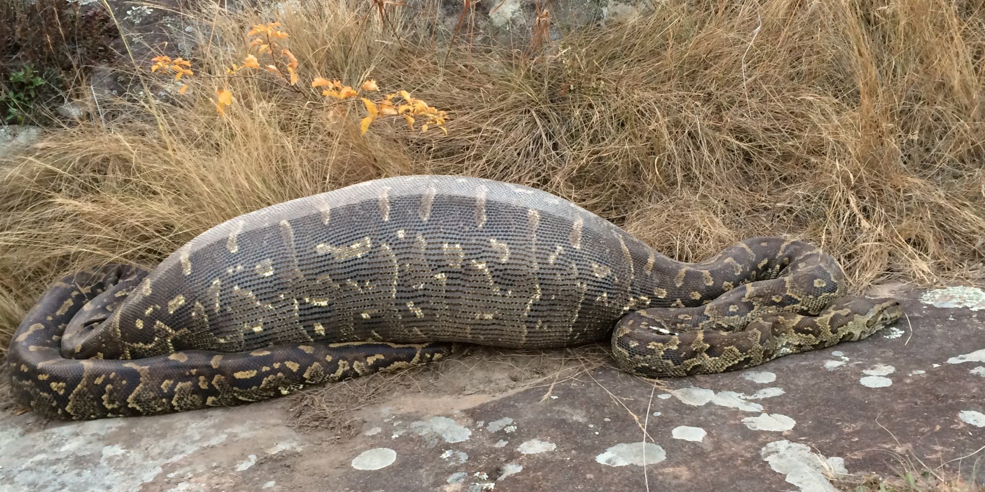 The Ambition Of A Burmese Python In The Everglades – The Preacher ...