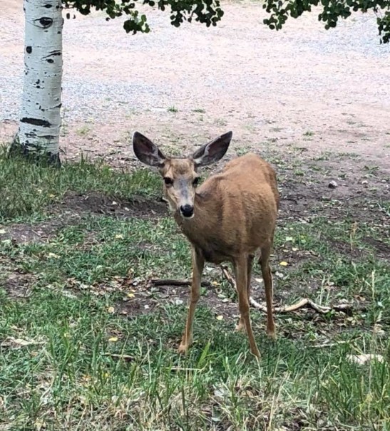 40455086_10155783567500922_7374175323555889152_n