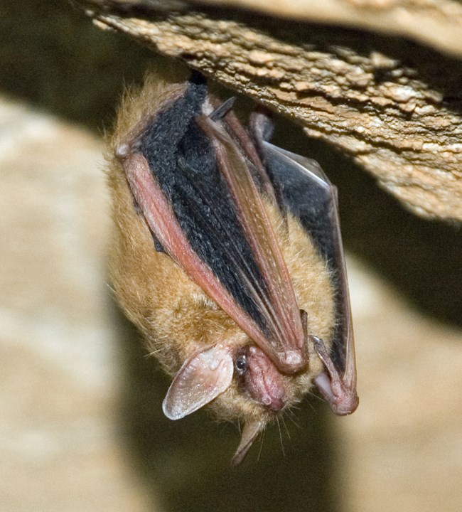 maca-solitary-roosting-bat