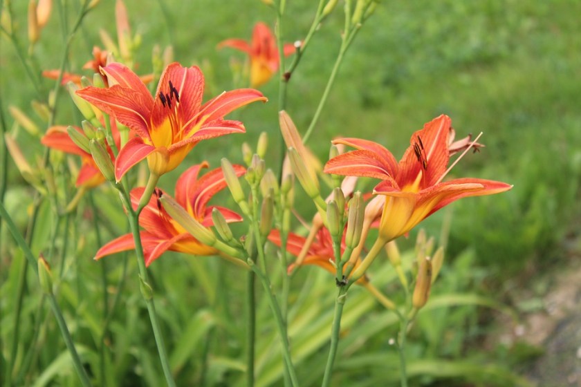daylily-4590386_960_720