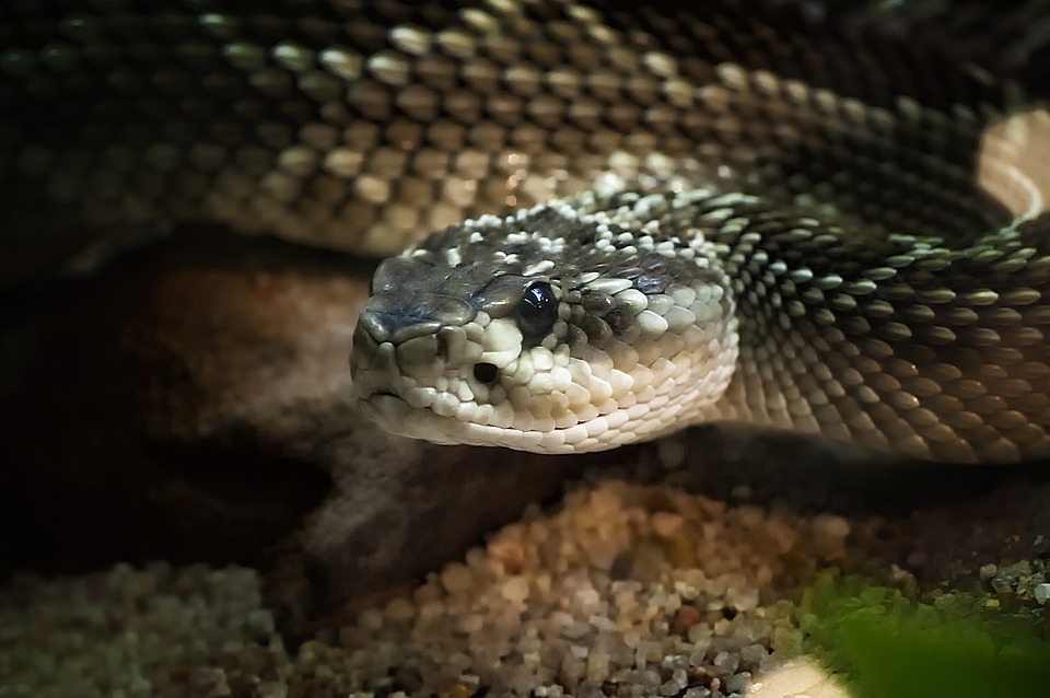 reptile-5043671_960_720